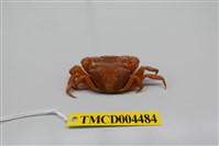 藏品(絨毛近方蟹)的圖片